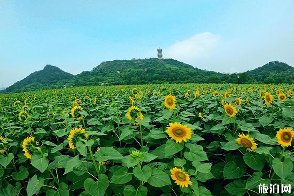 宜春蜂窩農場