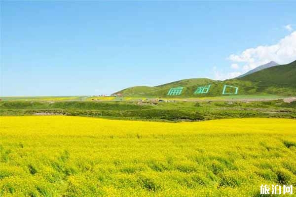 祁連山油菜花每年都幾月開 祁連山油菜花怎么樣