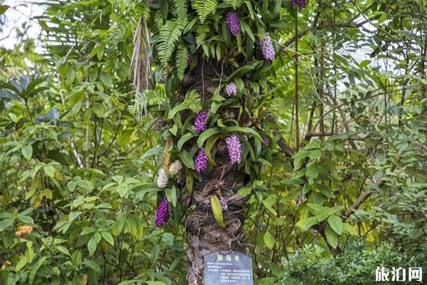 興隆熱帶花園