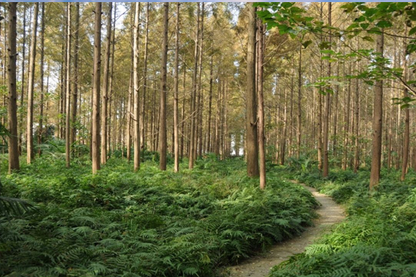 潛江森林公園