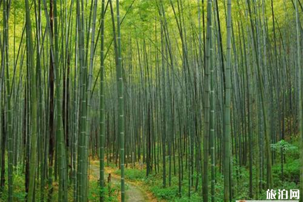 達州五峰山森林公園門票多少 2020年優惠信息-開放了嗎