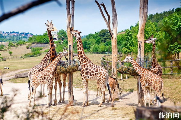 2020秦皇島野生動(dòng)物園開園了嗎 動(dòng)物園簡(jiǎn)介