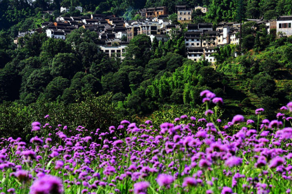 香水花海景區(qū)