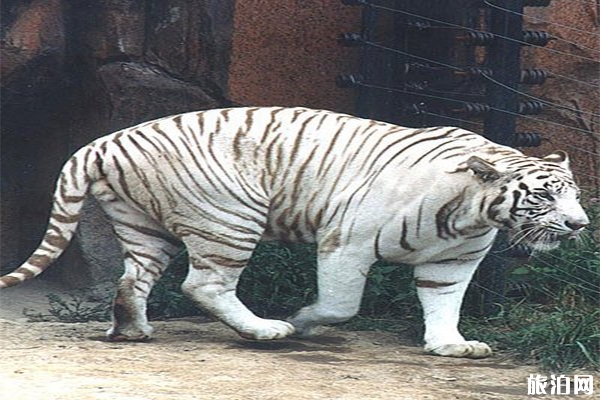 沈陽冰川動物樂園