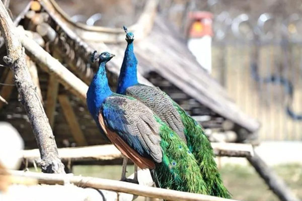 曲水動物園