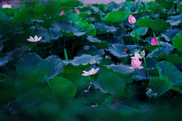 荷花池公園