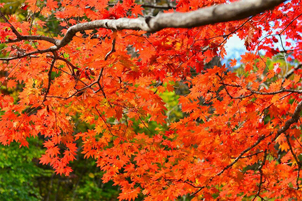 紅葉國家森林公園