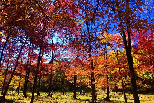 濟(jì)南紅葉谷紅葉最佳觀賞期是什么時(shí)候