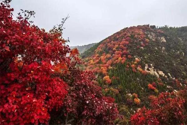 2020濟(jì)南紅山翠谷紅葉節(jié)活動(dòng)