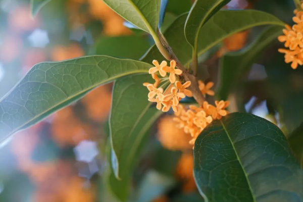 南京秋季賞花好去處 2020南京秋天有啥花