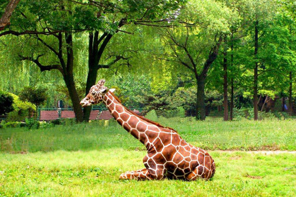 上海動物園