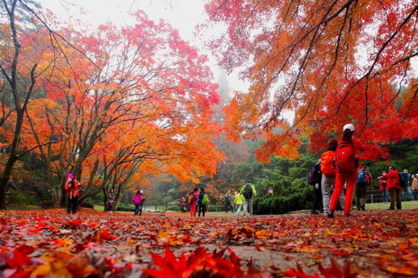 廬山紅葉什么時候去最好 廬山去哪看紅葉