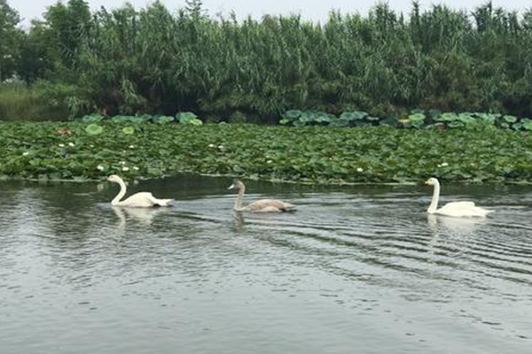 雙龍湖國家濕地公園