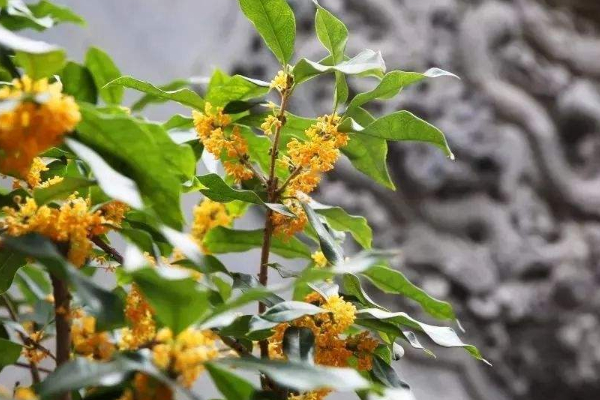 中華桂花文化園