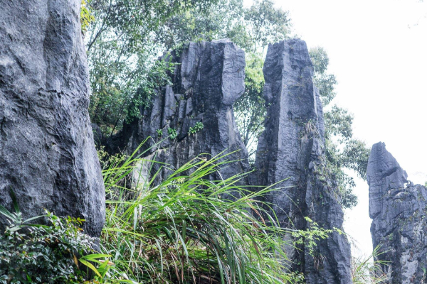 福建鱗隱石林