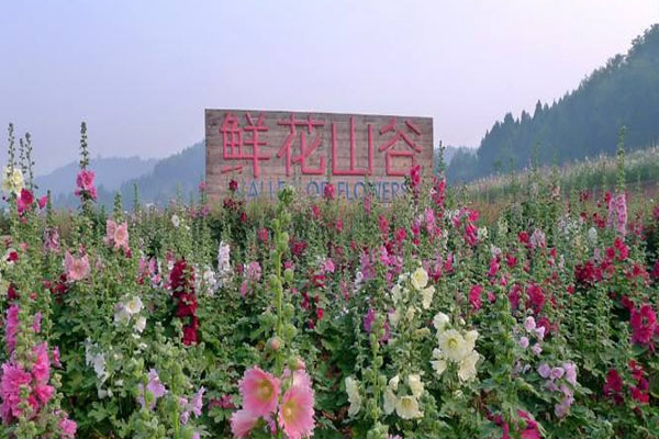 鮮花山谷