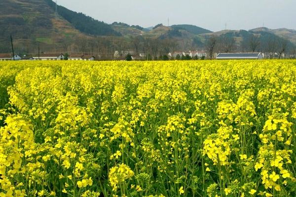 西鄉牧馬河國家濕地公園