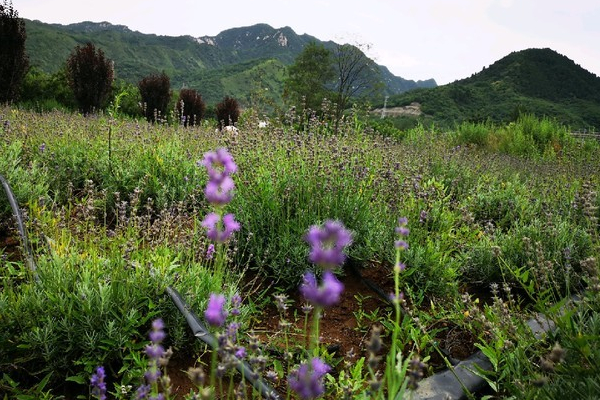 天留山森林公園