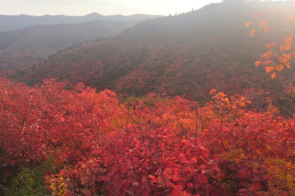 韓城香山紅葉