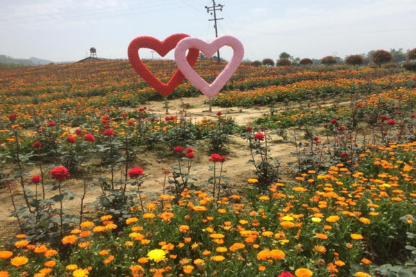 蝶彩花卉園