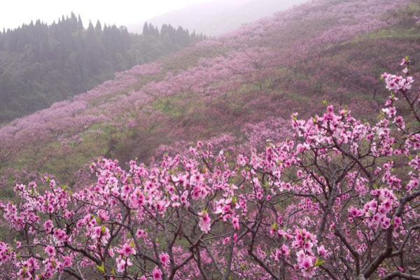 丹棱·桃花源景區