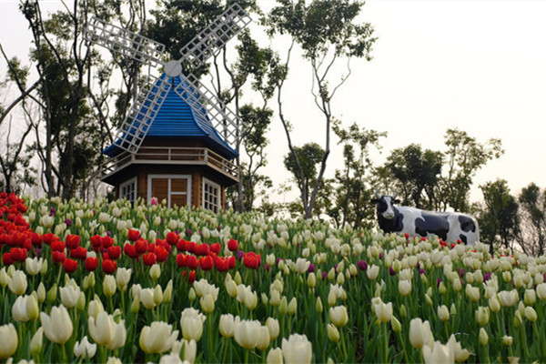 大寧郁金香公園