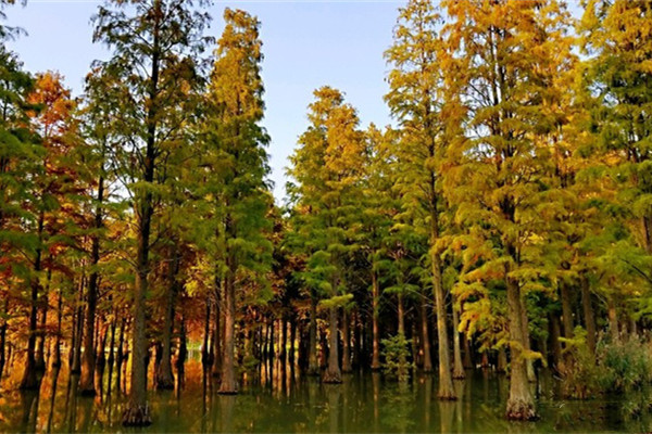 青西郊野公園