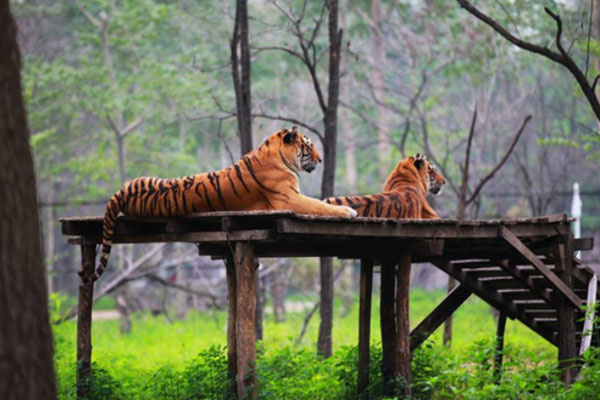 秦皇島野生動(dòng)物園1月28日起暫停開放通知