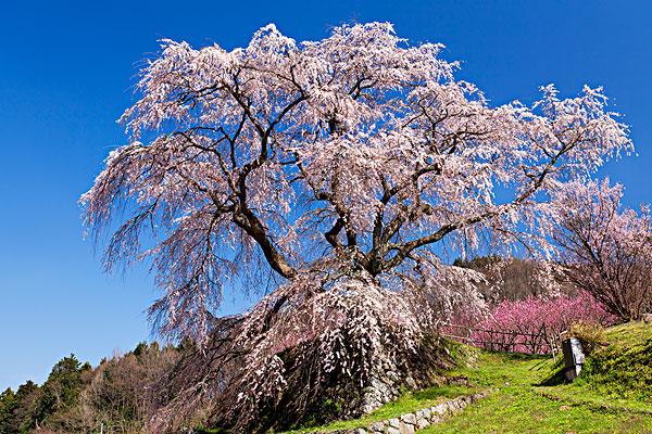 無錫櫻花在哪里看2021 無錫賞櫻花的地方叫什么