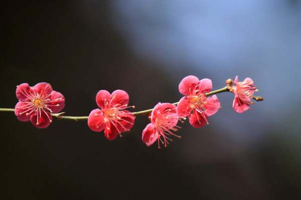 蘇州賞花好去處 2021蘇州梅花景點在哪里