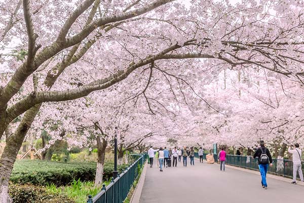 青島中山公園的櫻花幾月份開花 青島中山公園櫻花最佳觀賞時間2021