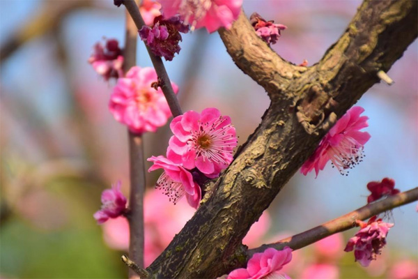 常州賞梅花的地方 常州賞梅好去處