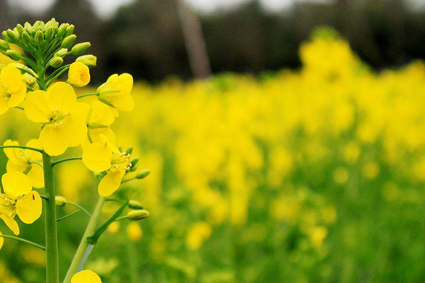 岳陽哪里可以賞花 岳陽賞花好去處2021