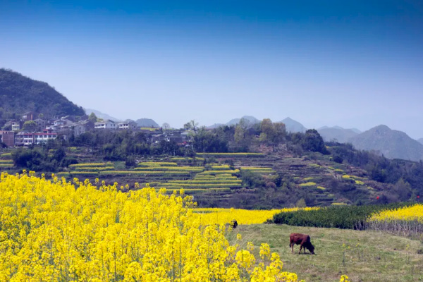 溫州油菜花哪里好看-盛花期 2021溫州春季賞花去哪