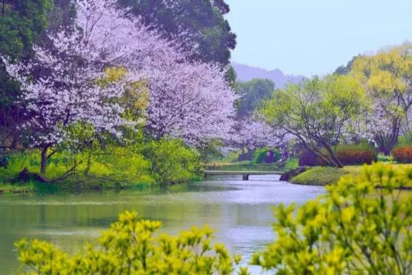 深圳櫻花谷風景區在哪里 深圳櫻花谷什么時候去最好