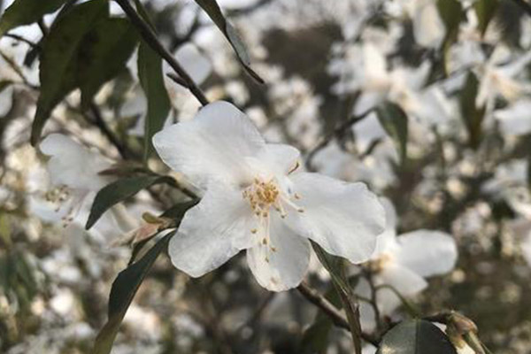 南京中山植物園櫻花開放時間 南京中山植物園櫻花在南園還是北園