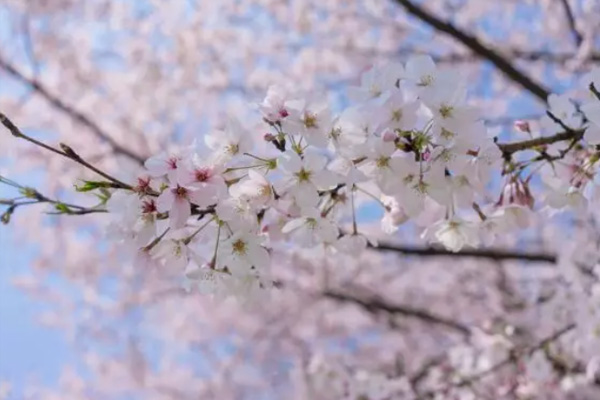 2021無錫櫻花花期預報 無錫櫻花什么時候開花