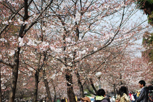 南京雞鳴寺櫻花開放時間2021 雞鳴寺櫻花最佳觀賞時間