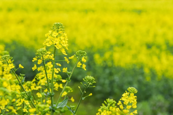 2021宜昌賞花的地方有哪些 宜昌賞花好去處