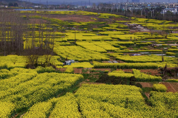 2021南京油菜花哪里開的好 南京油菜花觀賞地