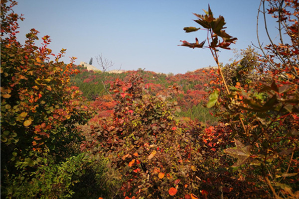 紅葉嶺森林公園