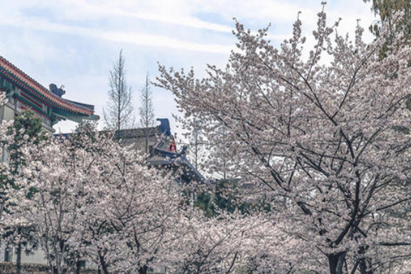 2021年南京雞鳴寺櫻花什么時候開 雞鳴寺櫻花幾月到幾月