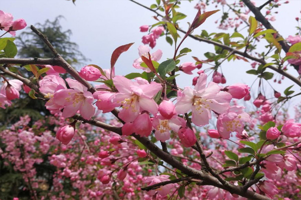 2021上海海棠花什么時候開 賞海棠好去處