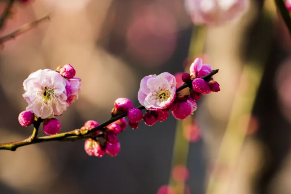 宜昌春季賞花去哪里 宜昌賞花好去處2021