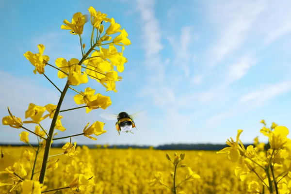 濟寧賞花好去處 2021濟寧油菜花觀看地點