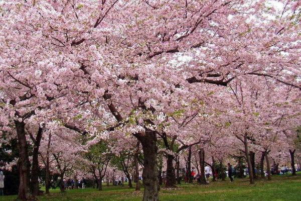 2021上海顧村公園的櫻花最佳賞花期是什么時(shí)候