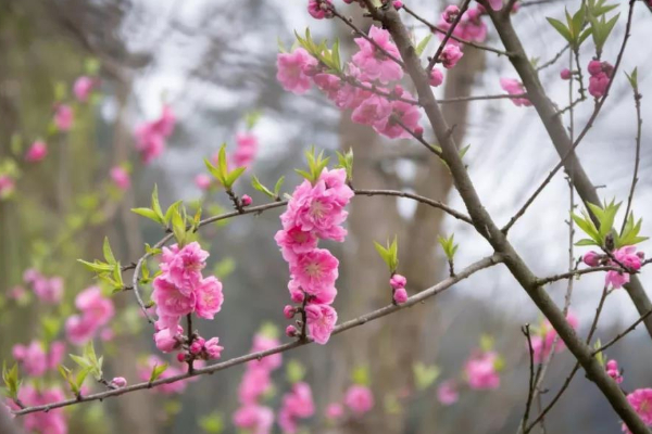 2021長(zhǎng)沙桃花開(kāi)了嗎 長(zhǎng)沙桃花觀賞地推薦