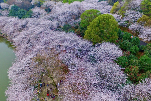 2021長(zhǎng)沙玉湖公園櫻花開(kāi)了嗎 長(zhǎng)沙玉湖公園賞花攻略