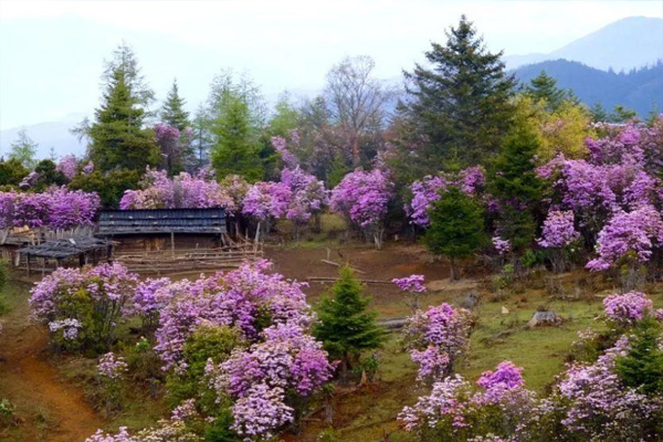 香格里拉杜鵑花什么時(shí)候開(kāi) 2021香格里拉哪里有杜鵑花看