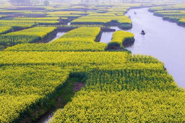 2021泰州油菜花什么時(shí)候開花 泰州油菜花景點(diǎn)